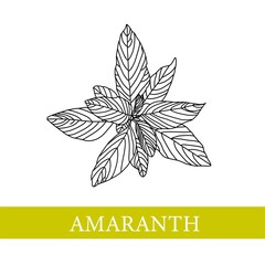 amaranth plant. botanical illustration. Amaranth. Medical plants