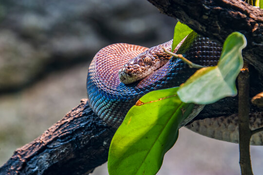 Macklot's python (Liasis mackloti) is a species of python, a nonvenomous snake in the family Pythonidae. It is endemic to Indonesia, East Timor, Papua New Guinea, and coastal northern Australia. 