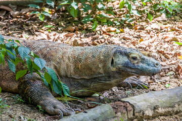 The Komodo dragon rests on the ground.
it is also known as the Komodo monitor, a species of lizard found in the Indonesian islands of Komodo, Rinca, Flores, and Gili Motang.