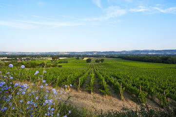 Torgiano, district of Perugia, Umbria, Italy - June, 23, 2017: Lungarotti farm, vineyards in Poggio...