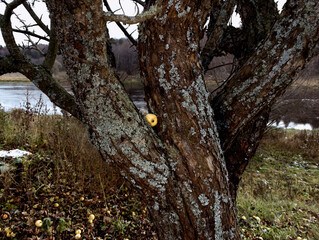 Apples on the first snow in October on the banks of the rivers.