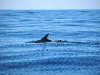 Fototapeta premium Free dolphins swimming and fishing in the sea
