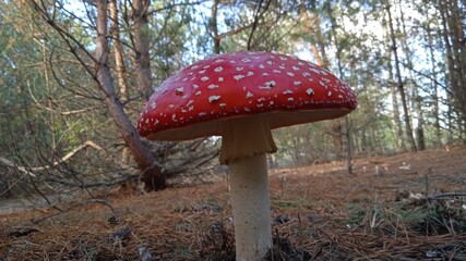 fly agaric mushroom