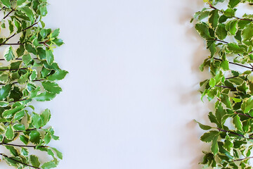 Herbal lines / borders and free space for dough or your product. Top view, close-up.