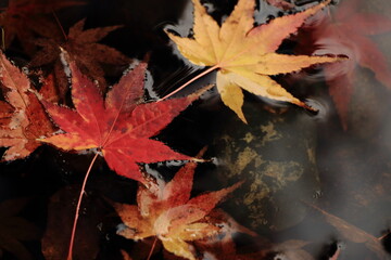 red maple leaf