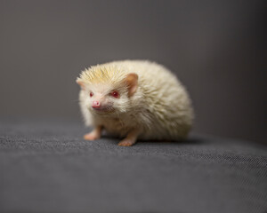 A cute albino hedgehog standing alone while looking at the camera, in front of a grey background