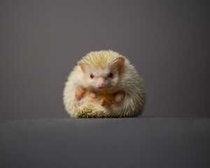A cute albino hedgehog curled up in a ball, looking at the camera, in front of a grey background