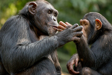 Chimpanzee playing with each other