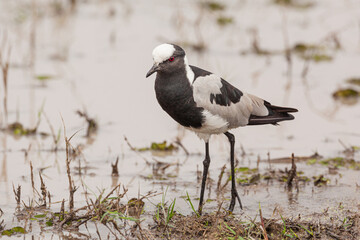 Blacksmith Lapwing (Vanellus armatus) in swamp in Moremi Game Reserve in Botswana