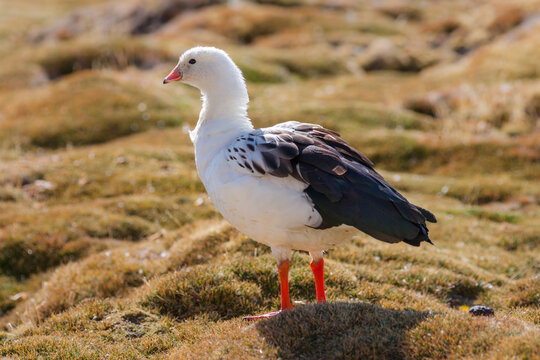 Andean Goose (Chloephaga melanoptera) on the Altiplano in the north of Chile