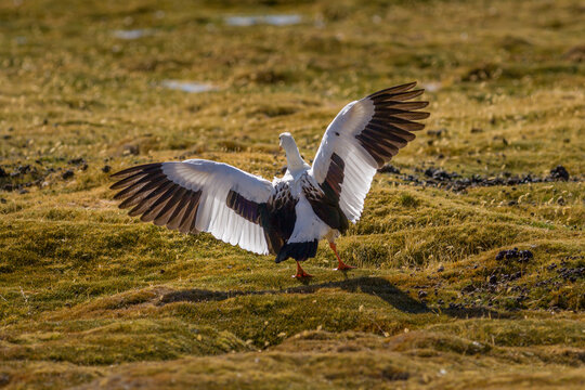 Andean Goose (Chloephaga melanoptera) taking off from the Altiplano in the north of Chile