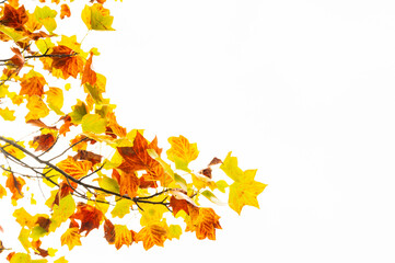 カエデの紅葉　イタヤカエデ