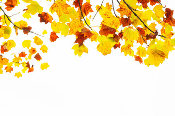 カエデの紅葉　イタヤカエデ