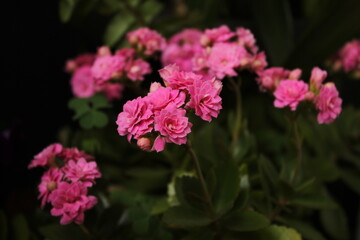 pink flowers in the garden