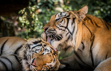 Sumatran Bengal Tiger is licking its friend head