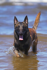 Happy young Belgian Shepherd dog Malinois walking outdoors on a water at the seaside in summer