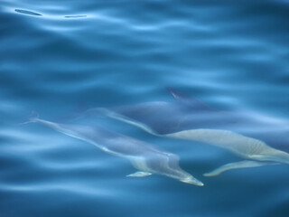 Naklejka premium Free dolphins swimming and fishing in the sea