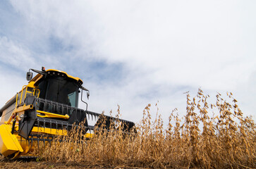 Obraz premium Green corn field at dusk.