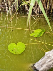 lily leaves on the water