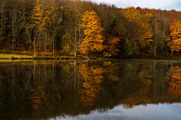 autumn trees reflected in water