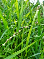 grass with dew drops