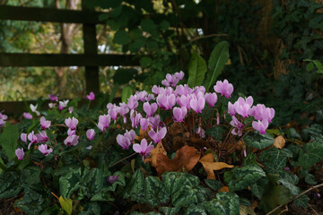 Ivy Leaved Cyclamen latin name Cyclamen hederifolium growing wild in a British hedgerow