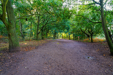 Wide muddy path at the entrance to an autumnal Sherwood Forest.