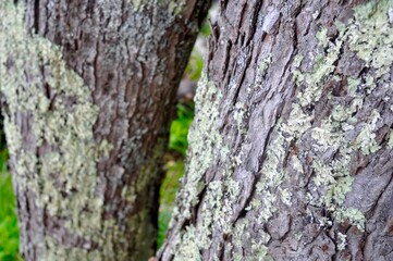 North Facing Bark Moss