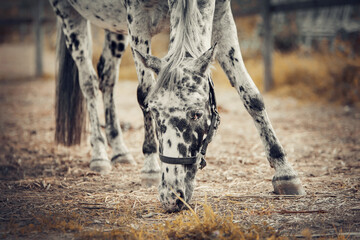Sporty young horse appaloosa color in a halter in the levada.