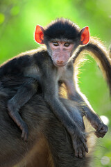 Chacma baboon baby portrait close-up sitting on the back of its mother with the sun coming from behind. 