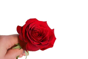 Hand holding a beautiful red rose isolated on white background.