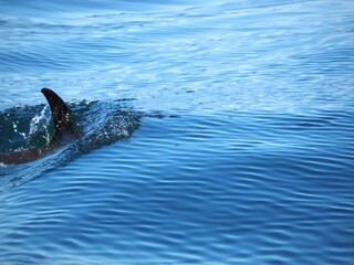 Free dolphins swimming and fishing in the sea