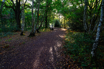 A bright sunbeam shines through the trees onto a woodland footpath