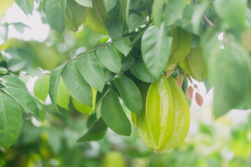 Tropical star fruit tree with ripe fruit hanging from tree branch.