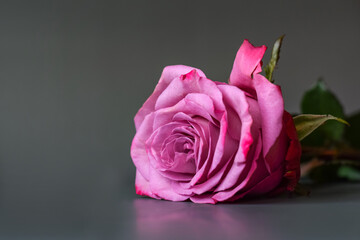 Fototapeta premium Violet rose on a gray background. One big rose. Copy space.