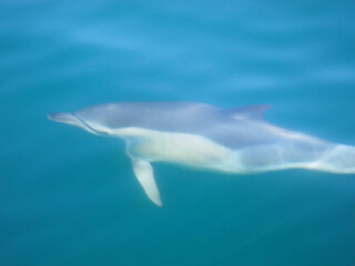 Fototapeta premium Free dolphins swimming and fishing in the sea