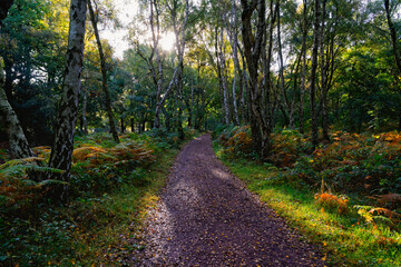 Fototapeta na wymiar A burst of bright autumn sunlight appears over a woodland footpath