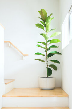 Beautiful form shape of rubber tree or Ficus elastic plant in a white ceramic flower pot located near window light at middle step of stair. Concept of home decoration and living home environment.