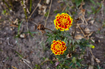 Tagetes patula french marigold yellow orange flower. Close up beautiful Marigold flower & leaf (Tagetes erecta, Mexican, Aztec or French marigold) in garden