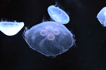 群れで泳ぐ美しいミズクラゲと触手