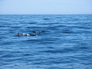 Fototapeta premium Free dolphins swimming and fishing in the sea