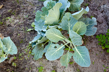 Cabbage growing in home vegetable garden. Fresh cabbage in the agricultural farm