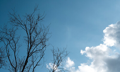 drzewo na tle błękitnego nieba z chmurami