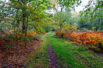 Narrow winding path through a damp autumn woodland