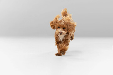 Sincere emotions. Maltipu little dog is posing. Cute playful braun doggy or pet playing on white studio background. Concept of motion, action, movement, pets love. Looks happy, delighted, funny.