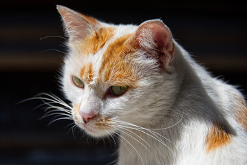 Portrait photo of yellow and white female stray cat