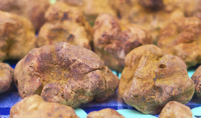 White truffles from Alba