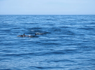 Fototapeta premium Free dolphins swimming and fishing in the sea