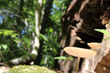 mushroom in the forest