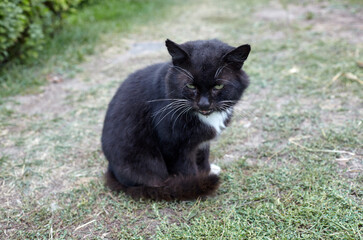 Close up of a black cat on the grass in the back yard. Funny facial expression. Selective focus, blurred background